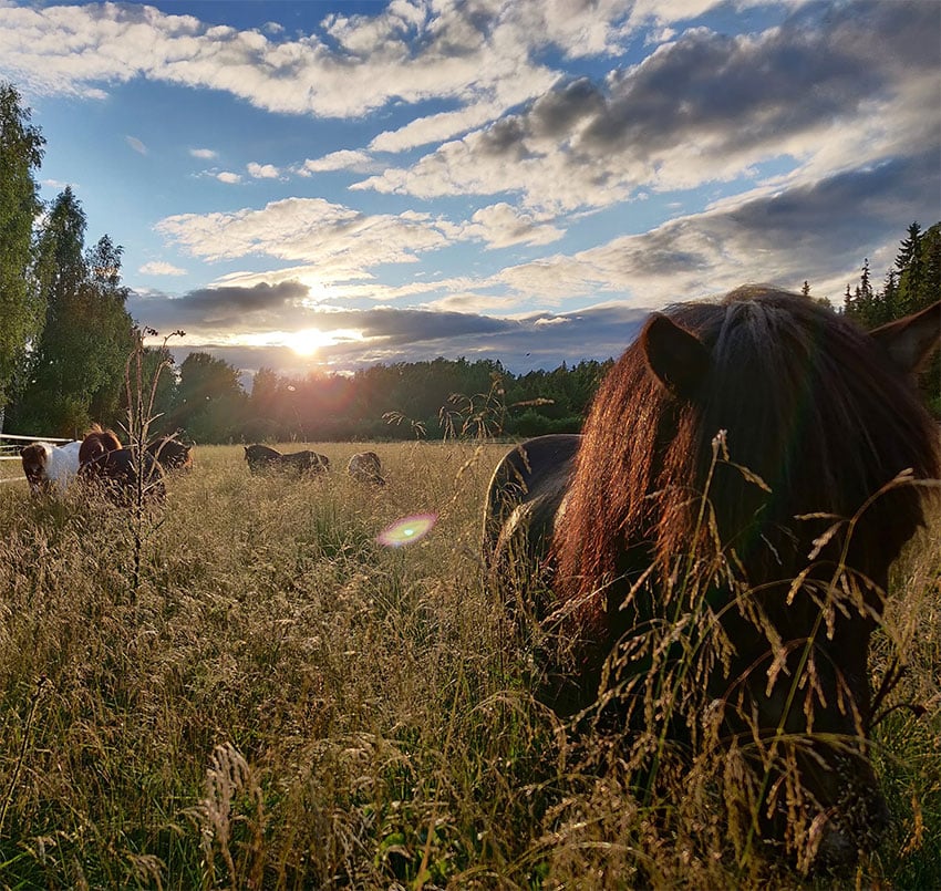 Hyvä pakko – pohtijuudesta kohti johtajuutta