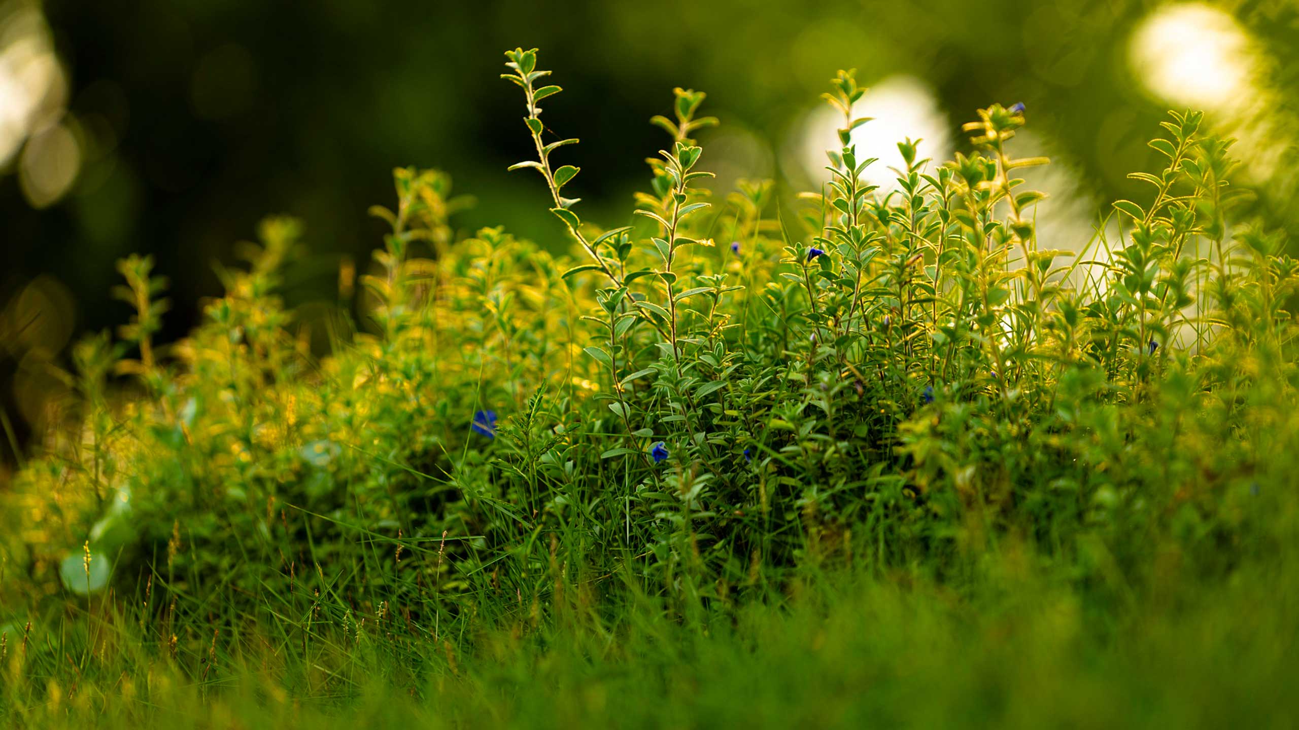 Viisaus on meissä itsessämme
